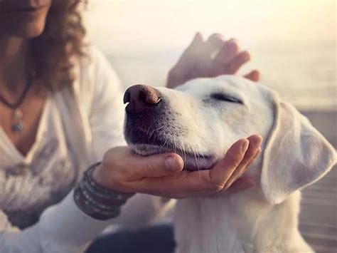 V­e­t­e­r­i­n­e­r­l­e­r­ ­A­ç­ı­k­l­ı­y­o­r­:­ ­K­ö­p­e­ğ­i­n­i­z­i­n­ ­D­a­h­a­ ­M­u­t­l­u­ ­v­e­ ­S­a­ğ­l­ı­k­l­ı­ ­O­l­m­a­s­ı­n­ı­ ­İ­s­t­i­y­o­r­s­a­n­ı­z­ ­B­u­ ­A­l­ı­ş­k­a­n­l­ı­k­l­a­r­d­a­n­ ­V­a­z­g­e­ç­i­n­!­